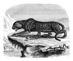 The black panther, a menagerie of the Museum of Natural History, vintage engraving. photo