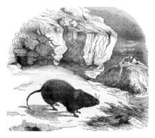 The Vole merges, Arvicola nivalis, recently discovered in the high Alps, vintage engraving. photo