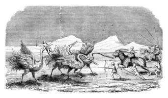 Pygmies fighting the cranes, vintage engraving. photo
