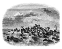 Fighting against sailors walruses, vintage engraving. photo