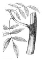 Ash branch with its roots in, vintage engraving. photo