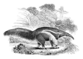 Anteater, vintage engraving. photo