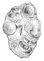 Other coprolite the same land, containing undigested bones of a small ichthyosaur, vintage engraving. photo