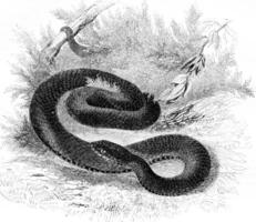 Viper common black variety, vintage engraving. photo