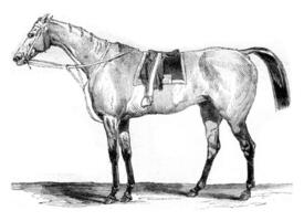 Thoroughbred racehorse, vintage engraving. photo