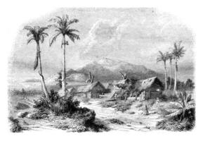 Landscape of Guadeloupe, from nature, vintage engraving. photo