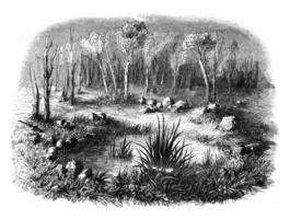 Stone circle known as the Tomb of Merlin in the forest of Paimpont, departments of Ille et Vilaine and Morhiban, vintage engraving. photo