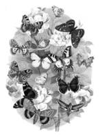 Choice of butterflies, vintage engraving. photo