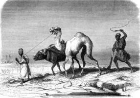 Plowing scene in Egypt, vintage engraving. photo