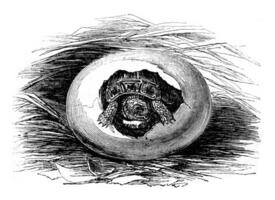 Museum of Natural History, Moorish tortoise's eggs during the hatching, natural size, vintage engraving. photo