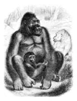 The Gorilla, vintage engraving. photo
