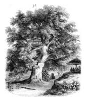 Sceaux environment, The Chestnut by Robinson, vintage engraving. photo
