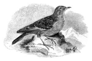 Accentor Alps, Alpine Accentor, vintage engraving. photo