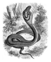 Snake with glasses, Naja tripudians photo