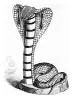 Snake with glasses, On after an Indian statuette, vintage engraving. photo