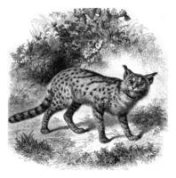 Zoo Marseille, The serval cat, vintage engraving. photo