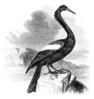 Anhinga, vintage engraving. photo