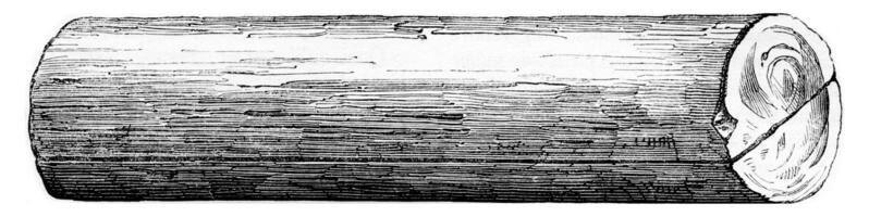 Former coffin found at Mount Lupfen, in Wurttemberg in 1846, vintage engraving. photo