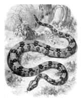 The Sucuruhyu or Boa gigas, vintage engraving. photo