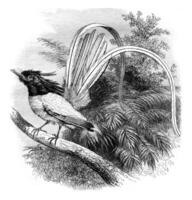 Flycatcher of paradise, vintage engraving. photo
