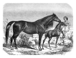 Arab mare and foal, vintage engraving. photo