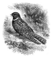 Nightjar of North America, Caprimulgus vociferus, vintage engraving. photo