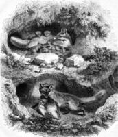 The Fox Burrow, vintage engraving. photo