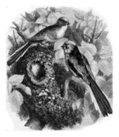 The chickadee a long tail and its nest, vintage engraving. photo