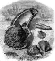 Food molluscs, two-thirds reduction, vintage engraving. photo