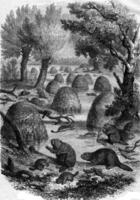 Village of beavers, vintage engraving. photo