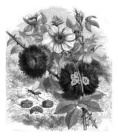 The bedegar of eglantier seen outside and inside below, the Cynips in its different states, vintage engraving. photo