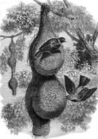 tejedores de Bengala y su nidos, Clásico grabado. foto