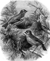 Kinglet and its nest, vintage engraving. photo