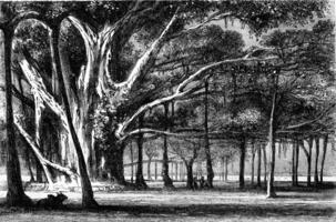 Multiplying the trunk, the Botanical Garden of Calcutta, vintage engraving. photo
