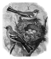 Finch and her nest, vintage engraving. photo