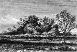 The fig tree Roscoff, Finistere department, vintage engraving. photo