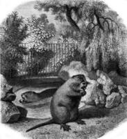 Jardin des Plantes in Paris, Coypu, vintage engraving. photo