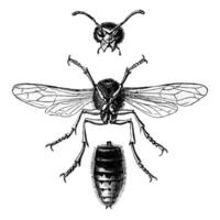 Wasp Hornet view below and divided into three parts, vintage engraving. photo