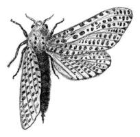 The leopard moth chestnut, vintage engraving. photo