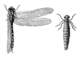 higo 9. Deprimido libélula, higo 10 degradado libélula larva, Clásico grabado. foto