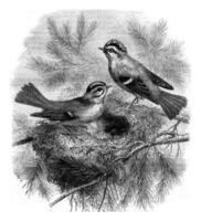 Kinglet whiskers and her nest, vintage engraving. photo