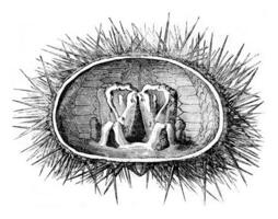 Section of the livid urchin showing Aristotle's lantern, vintage engraving. photo