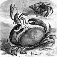 Edible crab devouring a corpse Bernard the hermit of his shell, vintage engraving. photo