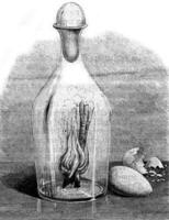An egg in a carafe, vintage engraving. photo