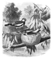 el pied-grallina gralina australis y sus nido. hombre libre de dibujo, Clásico grabado. foto