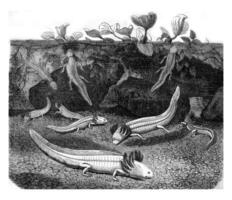 Albino Axolotl or Mexican salamander, vintage engraving. photo