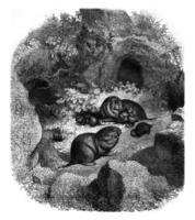 The Geomys and its burrow, vintage engraving. photo