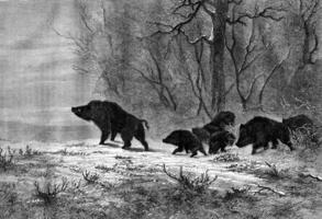 Boars, Plain output, vintage engraving. photo