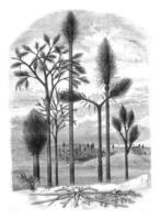 Landscapes of the primitive world, vintage engraving. photo