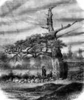 The Oak of Henri IV, near Rennes, vintage engraving. photo